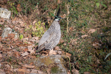 koklass pheasant (Pucrasia macrolopha)
