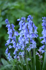Fototapeta premium Spanish bluebell flowers in green spring garden.