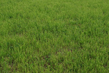 green grass grew after mowing 