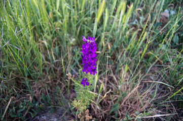 purple flower among green herbs