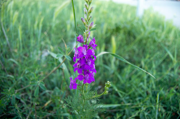 purple flower among green herbs