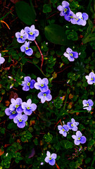 Small blue flowers on a background of greenery