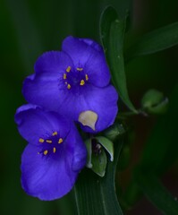 Tradescantia , purple heart blooms in the garden