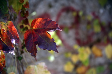 Close-up of a leaf in autumn colors, with a colorful blurred background