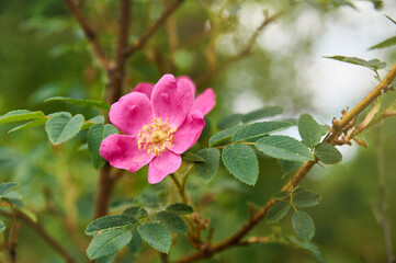 Obraz premium Rosehip flowers on the Bush at the time of flowering.