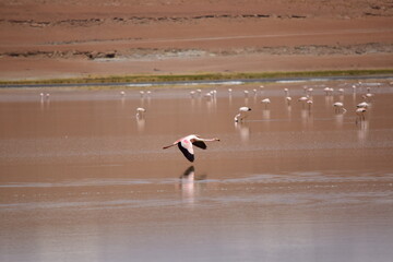 Flamengos en el altiplano