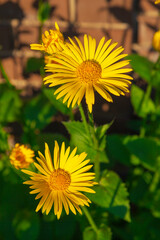 Yellow daisies with large flowers grow in the garden