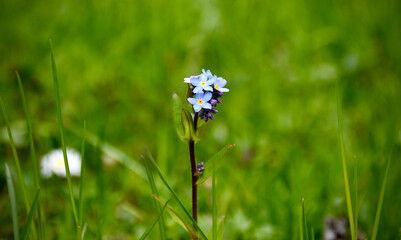 blue flowers in the grass - Alps