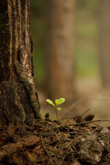 sprout growing in the ground