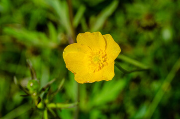 yellow poppy flower