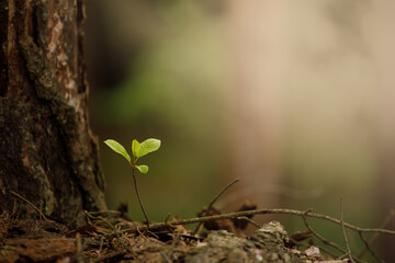 spring in the forest