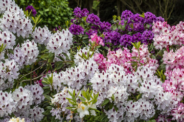 Rhododendron in &Uuml;berlinger Garten