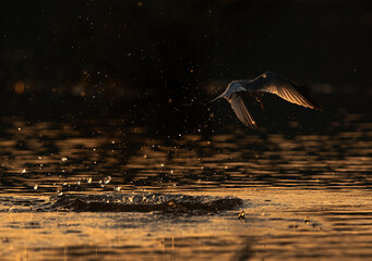 White-cheeked Tern fishing at Asker marsh in the evening hours, Bahrain