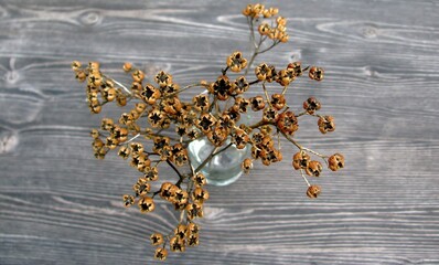 Common Rue or Ruta graveolens dry branches with seed pods in small glass vase