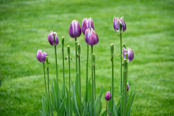 bloomed purple tulips 