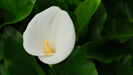 Il fiore di una calla in un giardino.