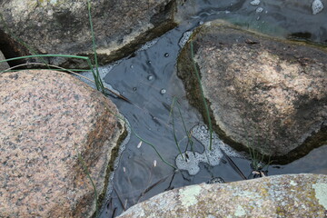 moss on rocks