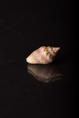 Isolated shell / shells with black Background.