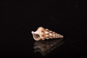 Isolated shell / shells with black Background.