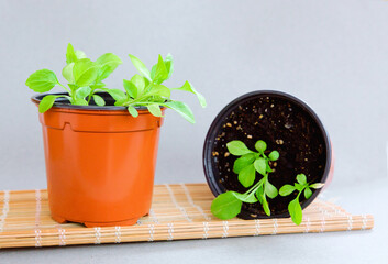 There are flowers in the pot. Spring gardening concept. Close-up on a gray background. Selective focus.