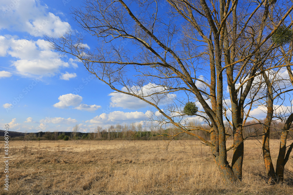 Canvas Prints leafless trees on spring meadow