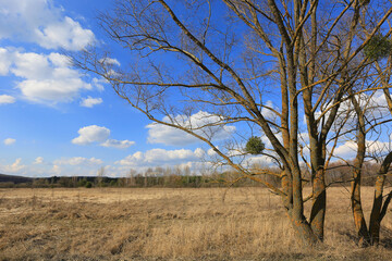 Obraz premium leafless trees on spring meadow