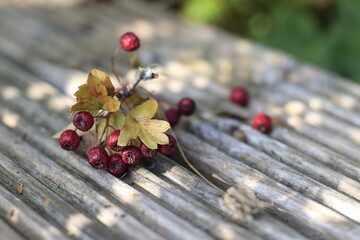 Herbstbeere