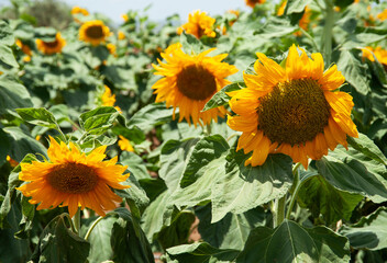 Obraz premium Sunflowers field on sky background.