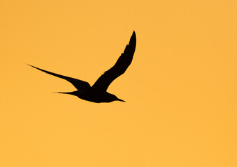 Silhouette of a Bridled Tern in flight at Asker marsh, Bahrain