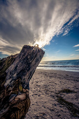 H&uuml;hnergott im Sonnenlicht