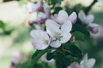 Apple tree flower