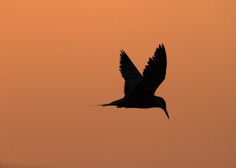 White-cheeked Tern flying at Asker marsh during sunset, Bahrain