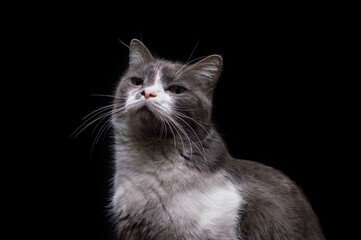 Obraz premium gray-white cat on a black background