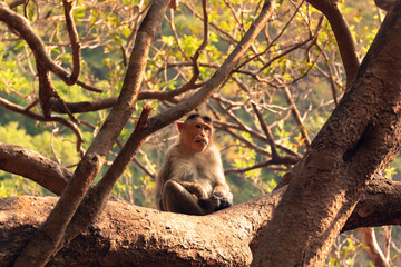 A monkey is sitting on a branch of tree with a wise-looking