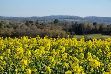 Obraz premium Rapeseed flowers in bloom on a sunny day