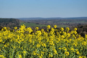 Rapeseed flowers in bloom on a sunny day