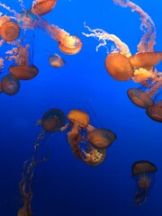 Pacific Sea Nettle Jellyfish