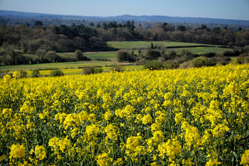 Rapeseed flowers in bloom on a sunny day