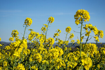Rapeseed flowers in bloom on a sunny day