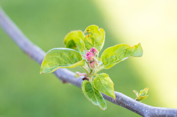 Blooming apple-tree twig isolated on green background