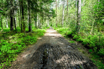 Fototapeta na wymiar Hiking trail through mixed forest in Lower Saxony Germany