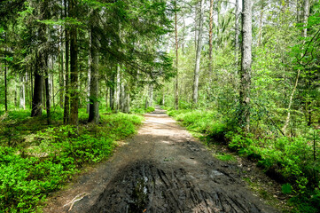 Hiking trail through mixed forest in Lower Saxony Germany