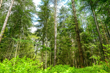 Naklejka na ściany i meble Mixed forest in Germany Lower Saxony, Buchholz an der Nordheide