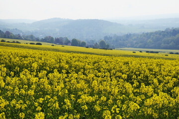 Rapeseed flowers in bloom on a sunny day