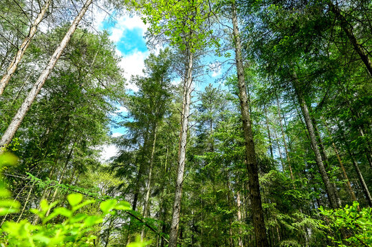 Mixed forest in Germany Lower Saxony, Buchholz an der Nordheide
