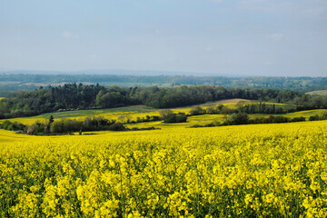 Rapeseed flowers in bloom on a sunny day