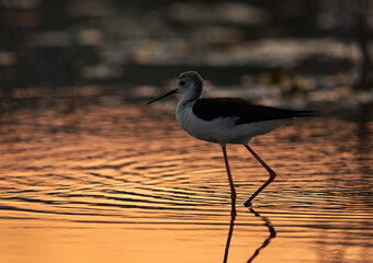 A backlit image of Black-winged Stilt at Asker Marsh , Bahrain