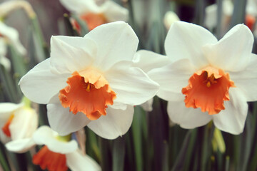White and orange Narcissus daffodils in flower