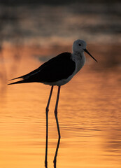 Portrait of a Black-winged Stilt in dramatic light at Asker Marsh, Bahrain