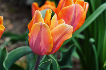 Naklejka premium Orange and pink single triumph tulip 'Princess Irene' in flower